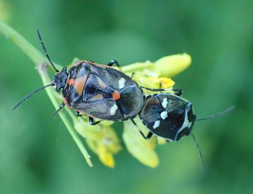 Eurydema oleracea